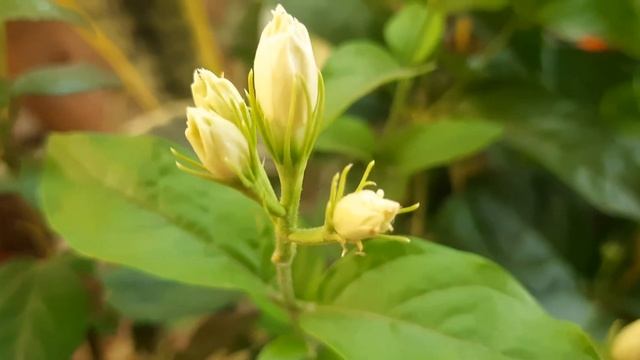 JASMINE STAR, MARIGOLD FLOWER 🌼 🌸 ✨️