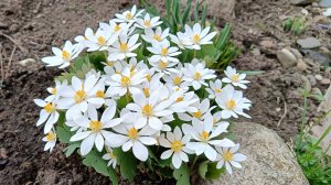 Цветет сангвинария. Необычная помощница