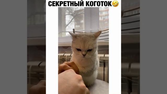 Секретный коготок смотреть онлайн