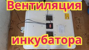 Как я ,проветриваю инкубатор.