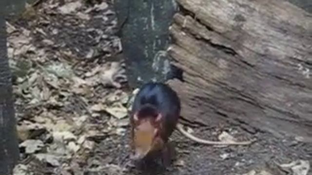 Giant Elephant Shrew!