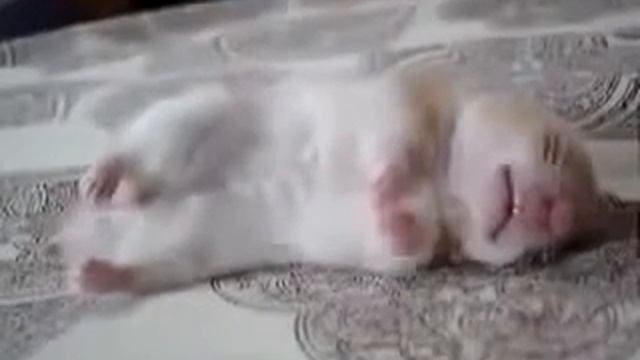 Прикол! Хомяк спит и в ус не дует! смотреть онлайн