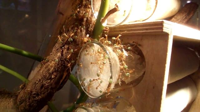 Oecophylla smaragdina смотреть онлайн