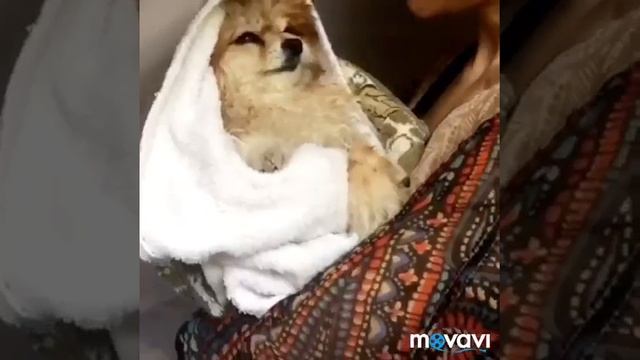 Что нужно знать о Шпицах!