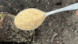 1 ложка в лунку под Перцы, Томаты, Огурцы и даже чахлые вмиг мощно заплодоносят