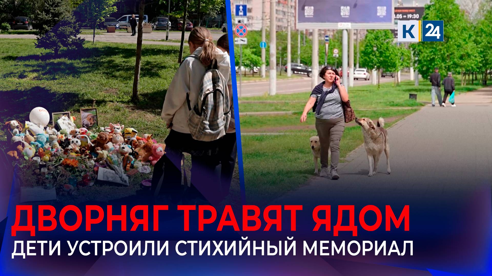 Догхантеры массово травили дворняжек в Краснодаре лекарством для людей смотреть онлайн