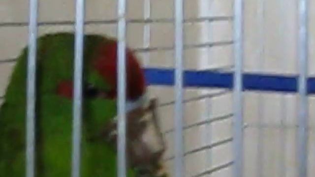 Смешное видео: попугай какарик в наморднике) смотреть онлайн