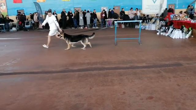 Калуга-Витязь Альбина класс победителей #вео #минск 10.04.22 смотреть онлайн