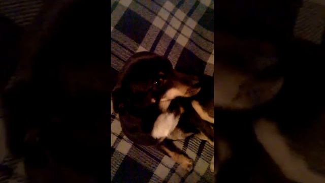 Аванс)) Приколы с животными смотреть онлайн