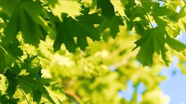 Любимые песни. Дерева смотреть онлайн