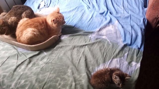 привет от Мышки, Рыжей и Плюши)