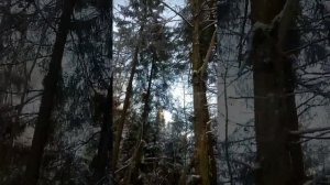 Охота с лайкой.