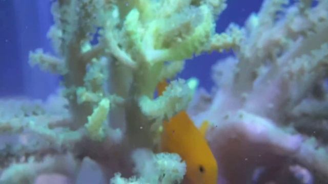 Simbiose (Gobiodon Okinawae & Sinularia Extreme Green) смотреть онлайн