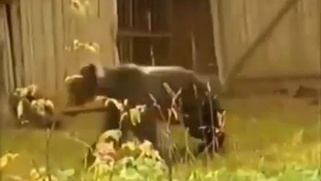 Прикол на охоте Joke on the hunt смотреть онлайн