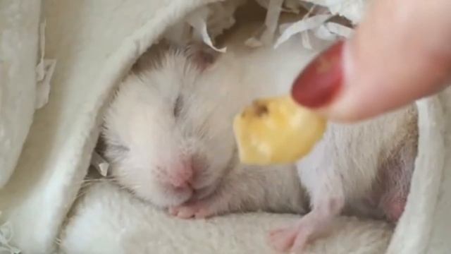 ТУК ХОМКА ВИДЕО смешное видео про хомячков hamster obstacle course смотреть онлайн