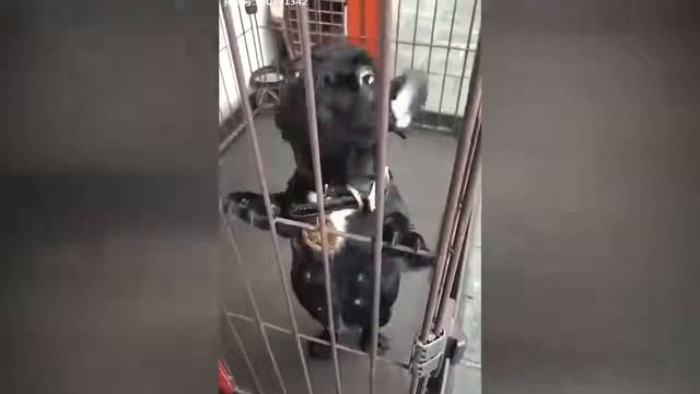 #ПРИКОЛЫ 2019 Январь #01 ржака до слез угар прикол ПРИКОЛЮХА, НАРЕЗКА ПРИКОЛОВ, смотреть онлайн