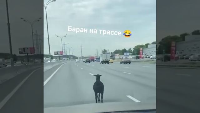 СМЕХ ДО СЛЕЗ - ТОП ПРИКОЛЫ 2022 😂 #Shorts смотреть онлайн