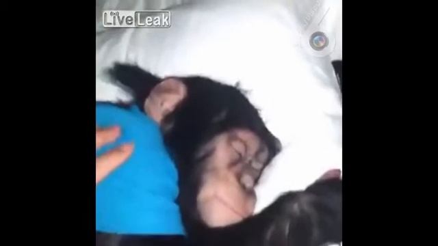 Ну вставай ты ёбаный шашлык смотреть онлайн