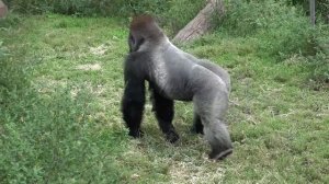 Gorilla Sounds, Gorilla Sound Effects | Wild Animals from the Wild