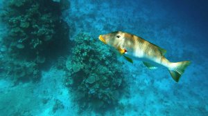 какие рыбки плавают в Красном море? Египет Шарм эль Шейх
