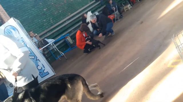 Мы на выставке собак смотреть онлайн