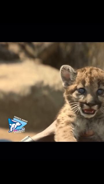 Комедия с крутыми актерами 😻 Фильм находит поисковик GoGiBey #gogibey #фильмы