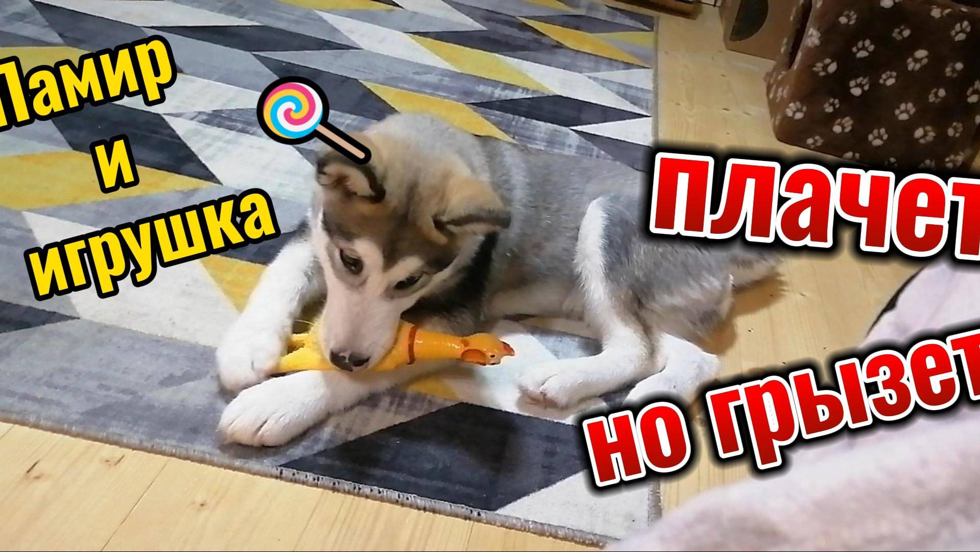 жалко но грызу