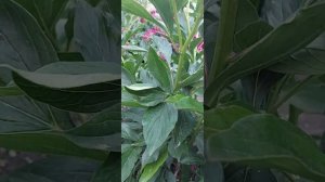 ответ на вопрос о пионе Блаш квин