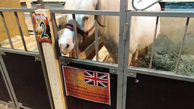 Выставка лошадей 2023. Угощение для пони Радианта🥕🥕🥕 смотреть онлайн