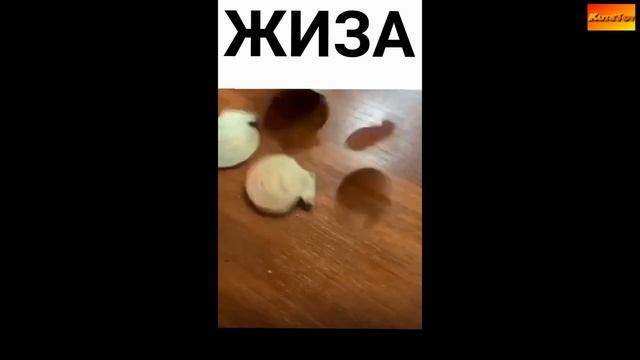 Дикая львица | 12 минут СМЕХА ДО СЛЕЗ | Миллионер в МЕТРО | ПОДБОРКА ПРИКОЛОВ [KUTA TOY] смотреть онлайн