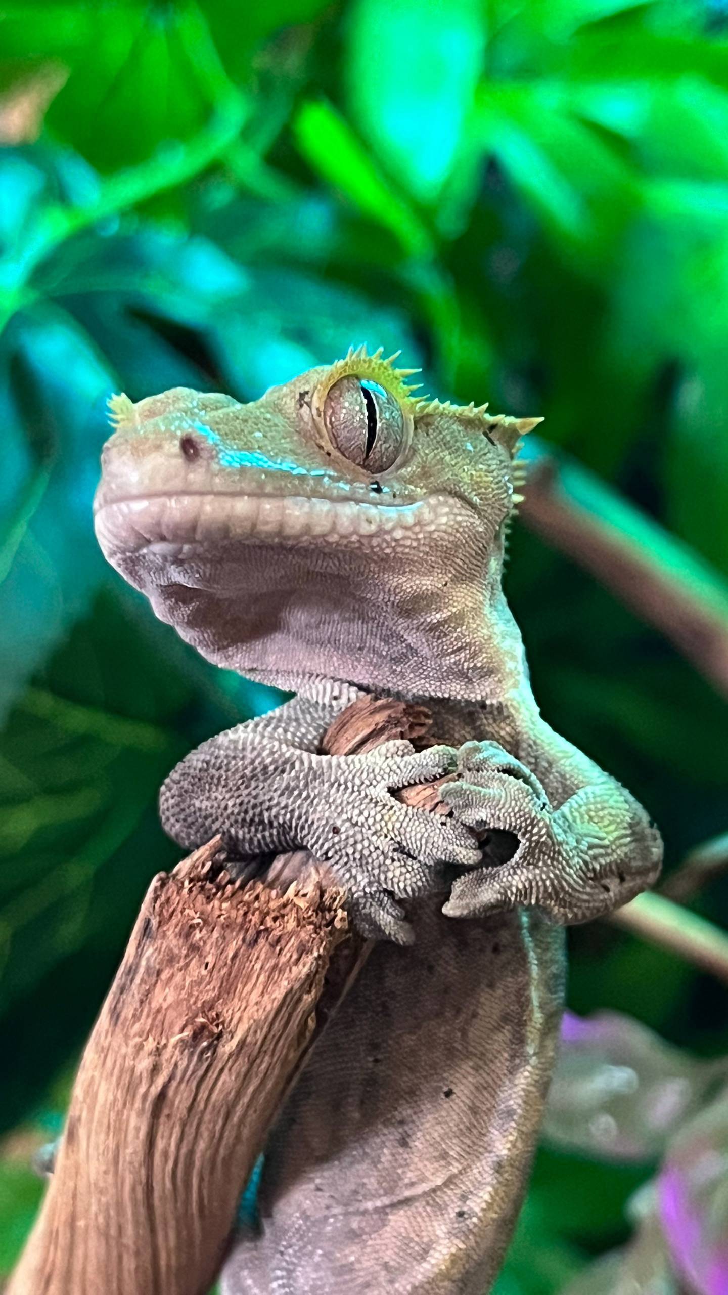 Геккон реснитчатый новокаледонский смотреть онлайн