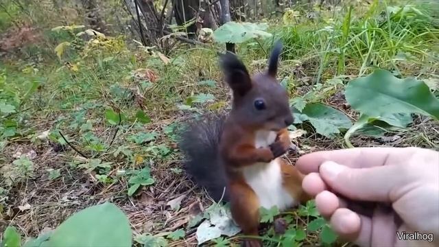 ЛУЧШИЕ ПРИКОЛЫ 2020,ПОДБОРКА ПРИКОЛОВ,НОВЫЕ ПРИКОЛЫ,СМЕХ ДО СЛЁЗ смотреть онлайн