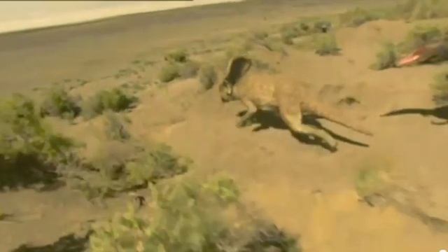 A Epic Battle of Velociraptor vs Protoceratops смотреть онлайн