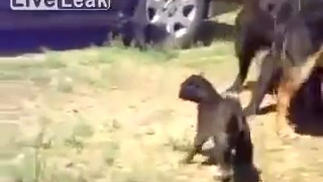 Собаки гопники напали на котов пацанчиков! смотреть онлайн