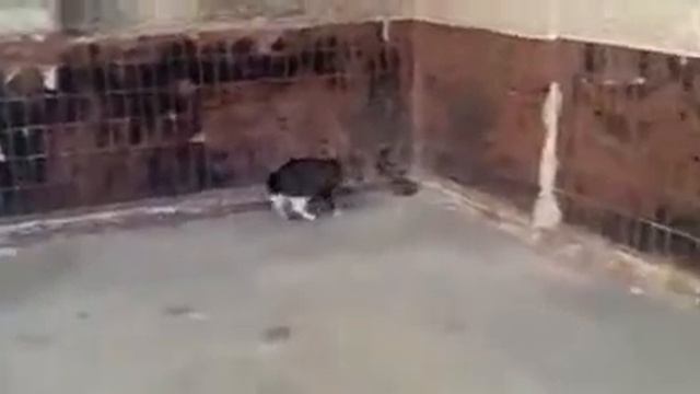 Нападение крысы на кота. Юмор. Смешное видео. Приколы. смотреть онлайн