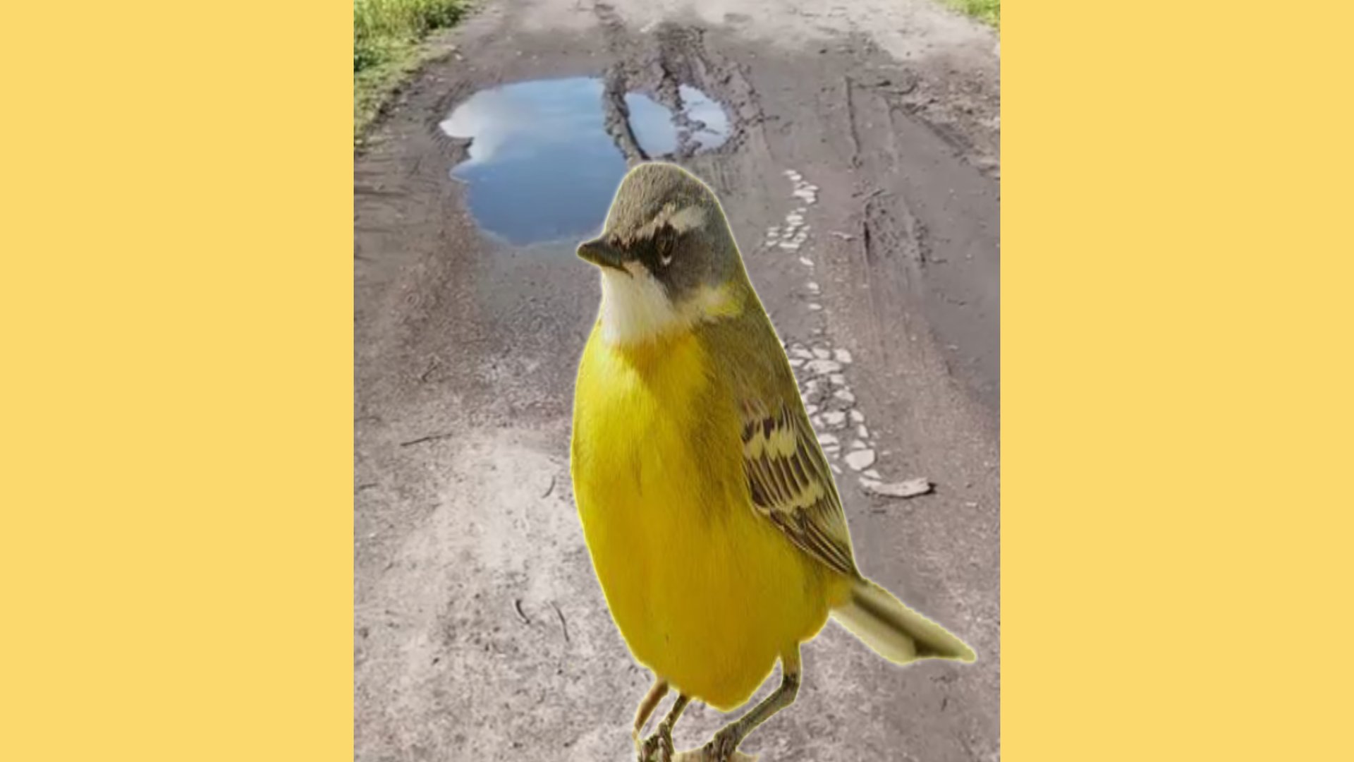 Желтая трясогузка глазеет Yellow Wagtail stares смотреть онлайн