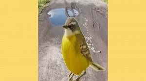Желтая трясогузка глазеет Yellow Wagtail stares