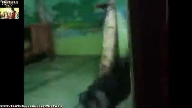 Танцующая обезьяна смотреть онлайн