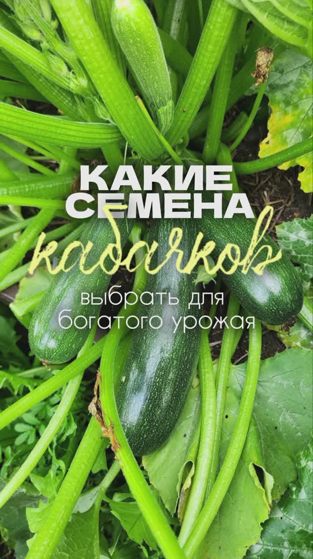 Выбирайте лучшие семена кабачков от «Красивой грядки» смотреть онлайн