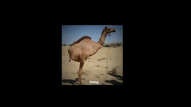 тест на шизу-уровень сигма