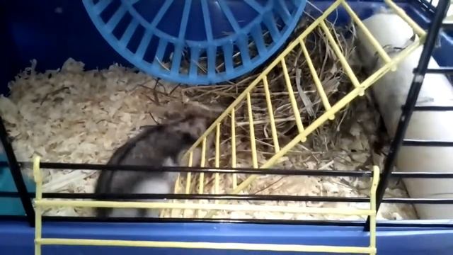 Смешные хомяки видео первое знакомство! смотреть онлайн