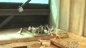 Голубеводам России от голубевода Германии 03.wmv