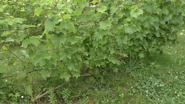 Нормировка гроздями технических (винных) сортов винограда смотреть онлайн