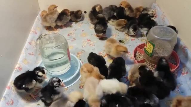 Правила кормления цыплят, которые нужно соблюдать в первые 10 дней! смотреть онлайн