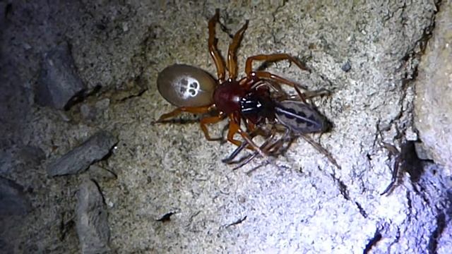 Woodlouse spider eating a tube web spider. смотреть онлайн