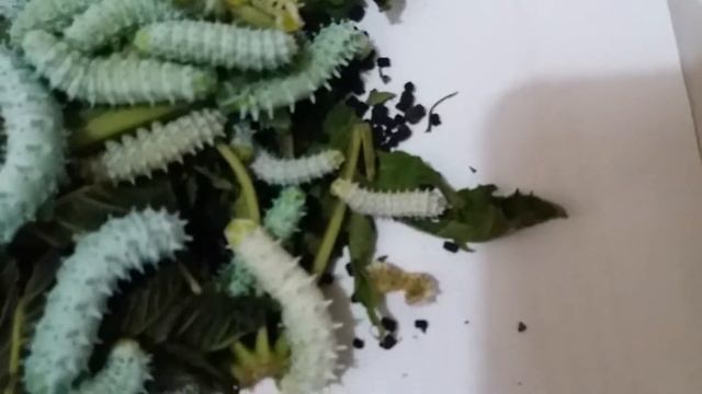 SAMIA CYNTHIA WALKERI HIBRIDO ORUGAS