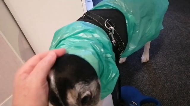 Самодельный ДОЖДЕВИК Для Собаки 😜😜😜🤣🤣🤣 смотреть онлайн