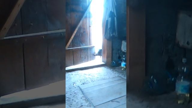 Смешная свинья не может войти l Funny pig can not enter смотреть онлайн