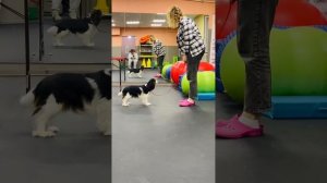 Кавалер Кинг Чарльз Спаниель - подготовка к выставке