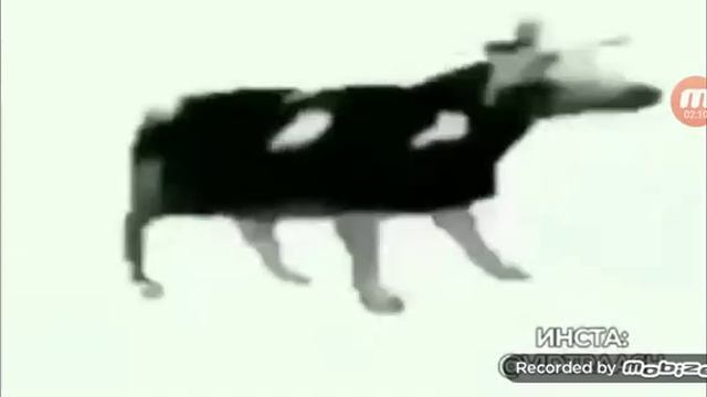 бешеная корова!! смотреть онлайн